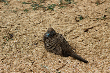 Zebra dove resting on the sand in Hawaii