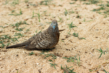 Zebra dove on Hawaiian sand looking directly at the camera