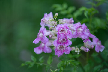 A close-up view of vibrant pink flowers blooming amidst lush green foliage. The delicate petals showcase intricate details, enhancing the beauty of nature in full bloom.