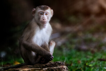 A serene monkey sitting on a natural wood surface, surrounded by lush greenery, symbolizing wildlife and tranquility