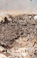 Close up of Termites Eating wood, (Termite damage house)