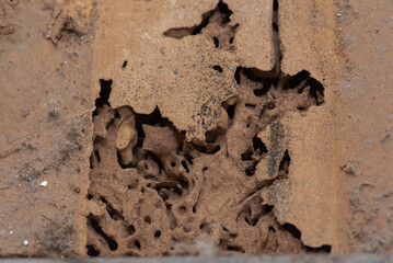 Close up of Termites Eating wood, (Termite damage house)