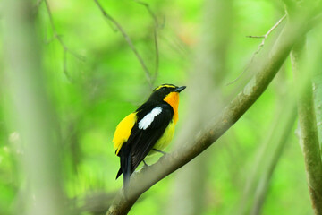 藪の中の枝に止まるキビタキ