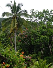 Tropical Vegetation Palm Tree, Flowering Plants, and Lush Foliage