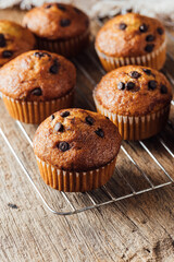 Freshly Baked Chocolate Chip Muffins on Wire Rack in Rustic Setting