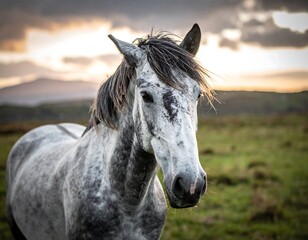 Fototapeta premium Portrait of a grey horse with a dark mane looking at the viewer
