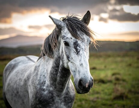 Portrait of a grey horse with a dark mane looking at the viewer