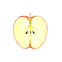 りんご　果物 断面　水彩 イラスト