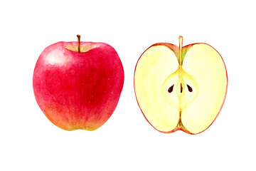 りんご　果物 断面　水彩 イラスト