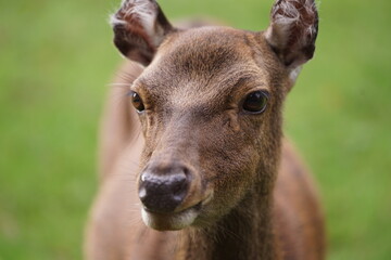 Hirsch, Reh und Natur 