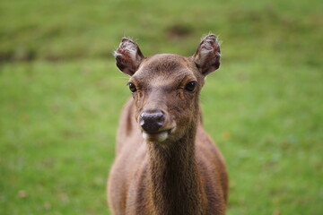 das Portrait von einem Reh