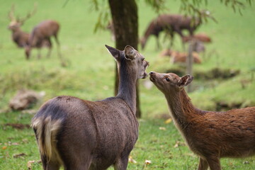 Hirsch, Reh und Natur 