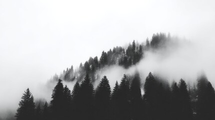 A misty forest landscape with tall coniferous trees on sloping terrain,