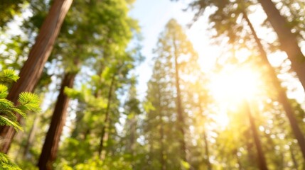 Sunlit serene forest scene with tall trees and lush green foliage, dappled light on the floor,