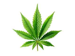 Single cannabis leaf isolated on black background, Isolated On White Background, Png Transparent