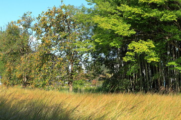 竹やぶとその横でなったたくさんの柿の実