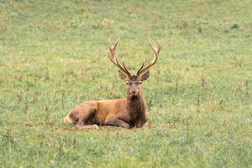 Ein Hirsch entspannt sich 