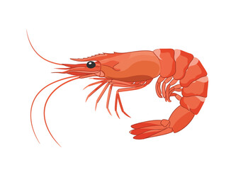 Illustration of a Cooked Shrimp with Detailed Anatomy and Vibrant Color.