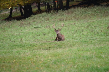 Hirsch, Reh und Natur 