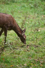 Hirsch, Reh und Natur 