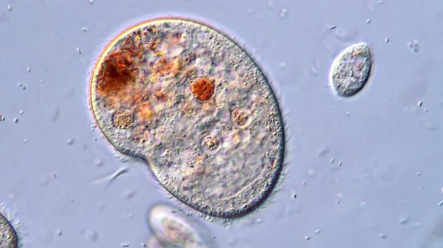 Live Ciliates Protozoa unicellular Observed Under DIC Microscope