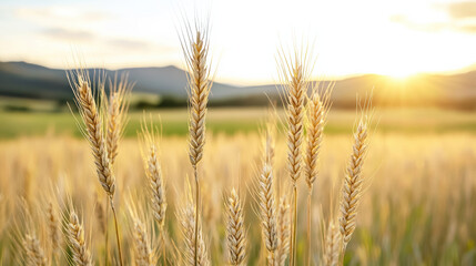 Fototapeta premium Golden wheat ears sway gently in warm sunlight, creating serene landscape