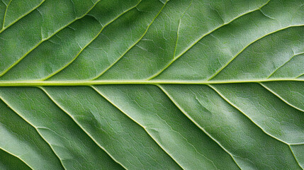 Naklejka premium Close up of green leaf showcasing intricate veins and textures, highlighting nature beauty