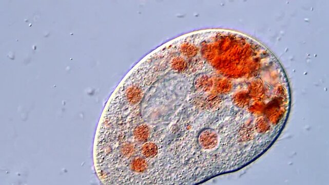 Protozoan Ciliates Captured in Clear Microscopic View, 400x magnification 