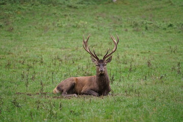 Hirsch, Reh und Natur 