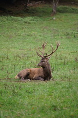 Hirsch, Reh und Natur 