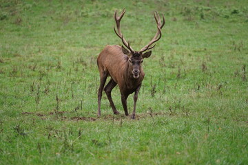 Ein Hirsch im Wildpark