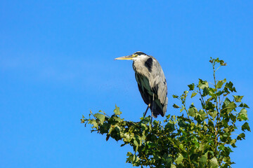 A grey heron (Ardea cinerea) stands tall on a leafy branch, silhouetted against a clear blue sky in a peaceful natural setting.