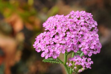 Close-up of a beautiful pink yarrow flower in full bloom, Achillea millefolium
