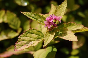 Close-up of pink flowers and leaves with water droplets in a garden setting