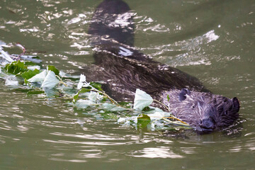 A beaver (Castor canadensis) swims through water carrying a leafy branch, with its tail visible above the surface. The branch likely belongs to a poplar tree (Populus). © Alexander
