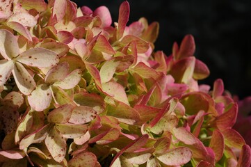 Close-up of a beautiful hydrangea flower with pink and green petals