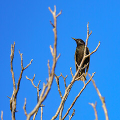 A European starling (Sturnus vulgaris) perches on a bare tree branch against a clear blue sky, suggesting a winter or early spring setting.