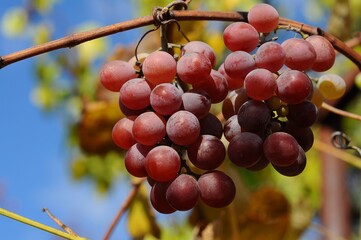 Close-up of ripe red grapes growing on the vine in a vineyard