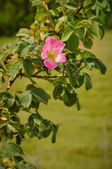 Close-up of a beautiful pink wild rose flower in full bloom