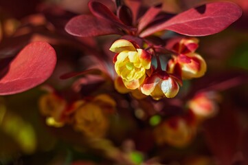Close-up of vibrant yellow flowers and red leaves in natural sunlight