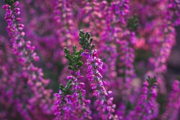 Close-up of vibrant purple heather flowers in full bloom