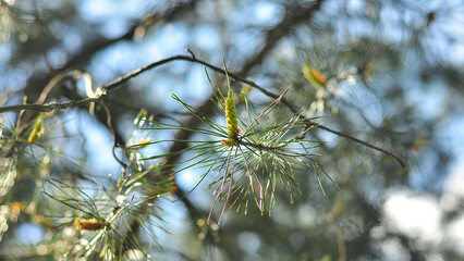 Close-up of a pine tree branch with new growth against a blurred background
