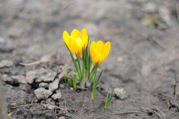 Vibrant yellow crocus flowers blooming in early spring