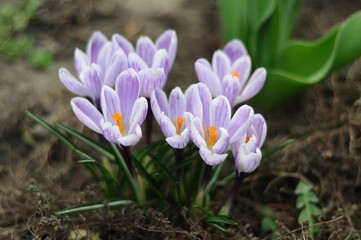 Beautiful purple crocus flowers blooming in a spring garden
