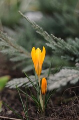 Vibrant yellow crocus flowers blooming in a garden setting