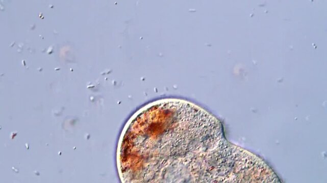 High Quality Microscopy Video of Ciliate Protozoan, 400x