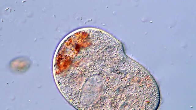 Living Ciliate Protozoa Observed in Micro World, 400x microscope 