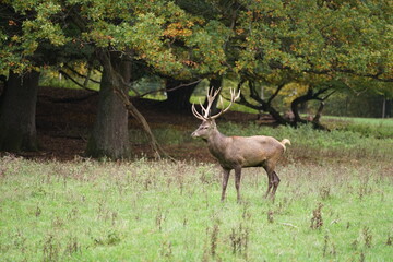 Hirsch, Reh und Natur 