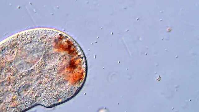 Stunning Ciliates in High Definition Microscopy view 