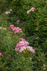 pink flowers in the garden